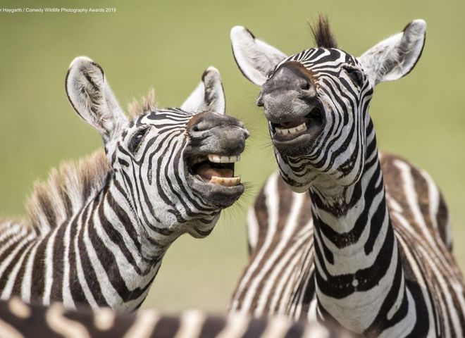 Comedy Wildlife Photography Awards
