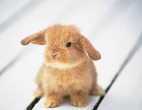 Зверье мое!