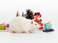 Рік Білого Сталевого Щура: що говорить китайський гороскоп?