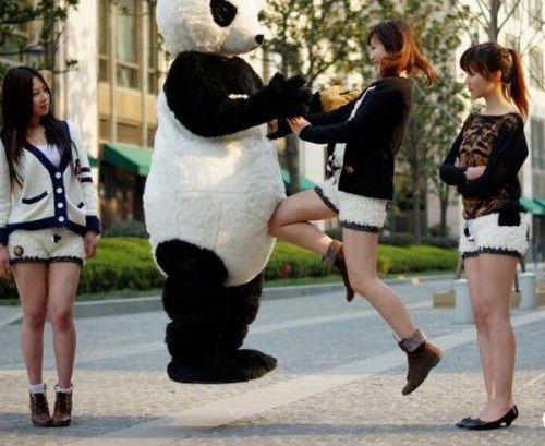 Мода на панд