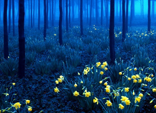 7 мистических лесов, от которых перехватит дыхание в 2016