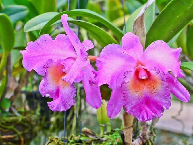 як доглядати за орхідеями