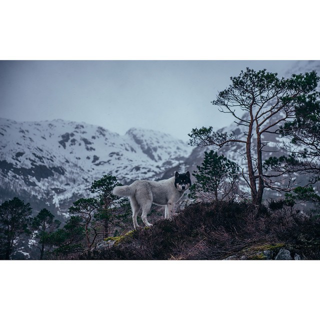 хаскі Акіак 