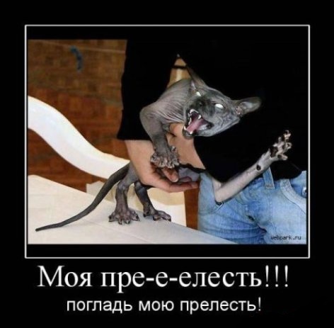 Погладь кота