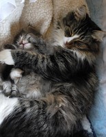 Прими роды у кошки и собаки 