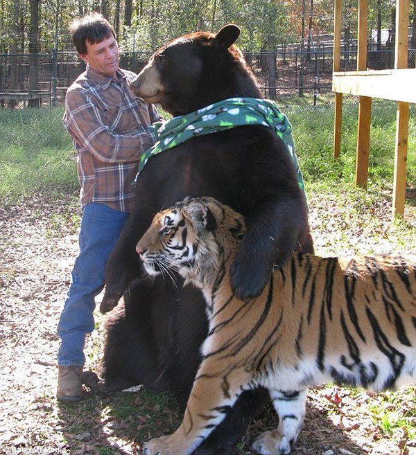 Скачать прикольные и красивые картинки Невероятная дружба