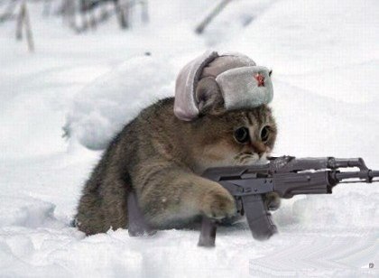 Смешные котики