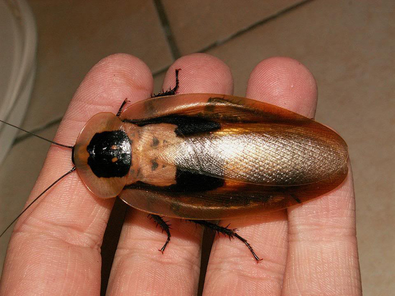 Домашние животные