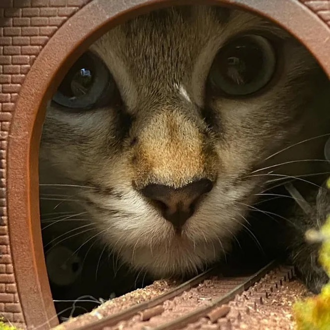 Японские коты спасли ресторан от закрытия