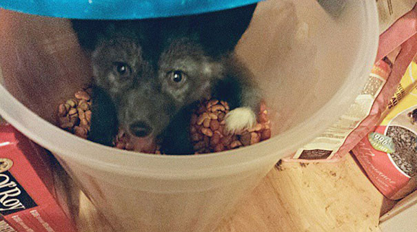 Необычные домашние питомцы