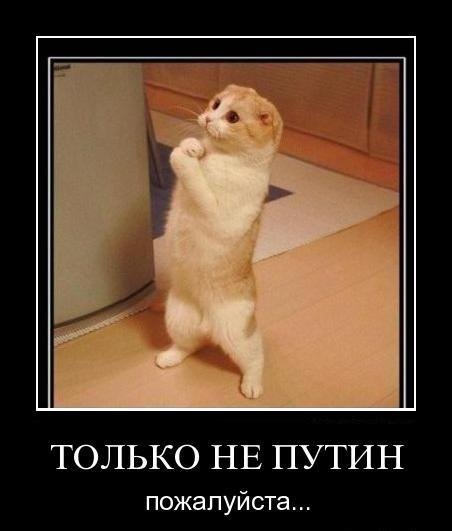 Демотиваторы про котов