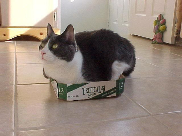 В доме, где есть кот, коробки никогда не будут пустовать