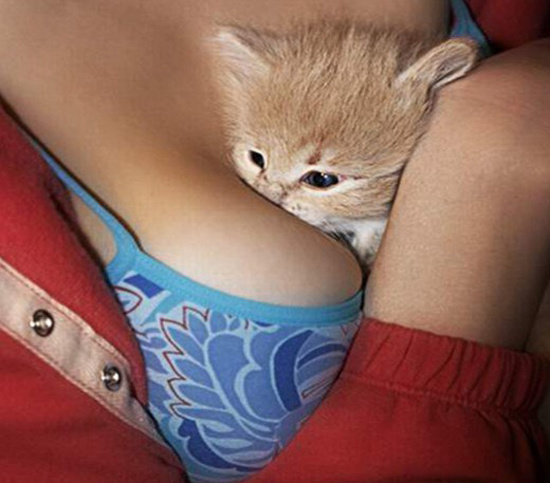 Мурррчащие фото котэ с женской грудью