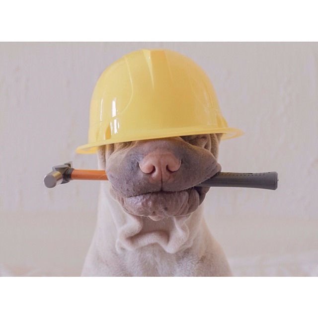 Шарпей Паддингтон