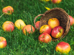 Пастила из яблок