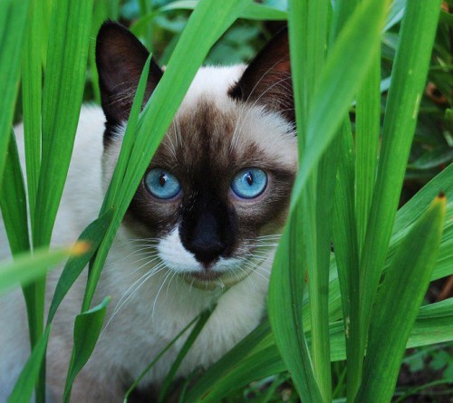 Красивые глаза котов