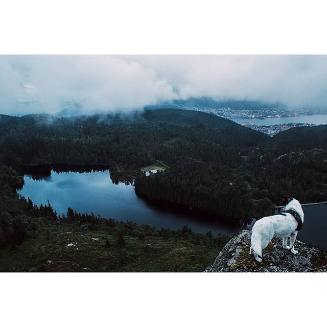 хаскі Акіак 