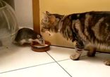 Котик и крыска )