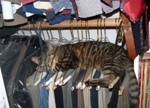 Вездесущие коты