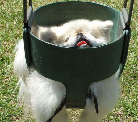 Щенята - застряваки