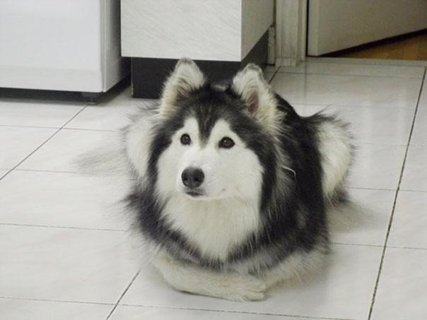 Пес, который считает себя котом