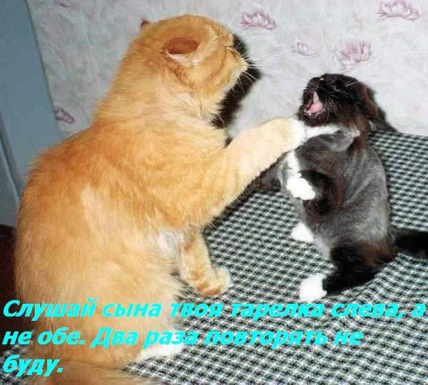 ТОП лучших котоматриц