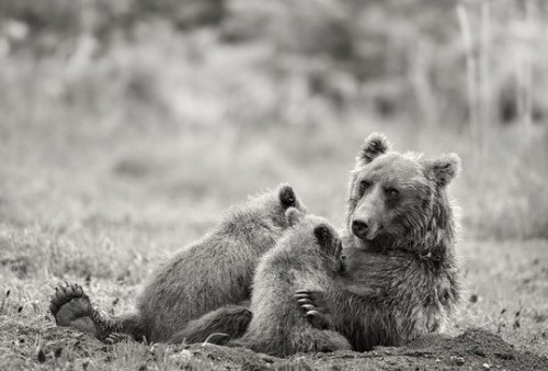 Животные модели