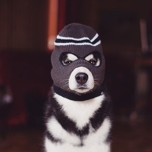 Хаскі в костюмах