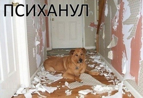 Прикольные собаки