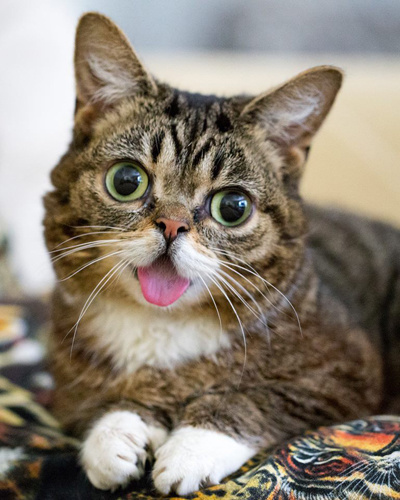 Lil Bub — Вечный котенок