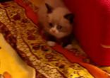 Сдаюсь