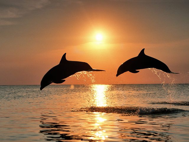 Дельфины на фоне заката