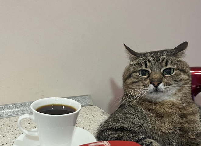 Кіт-блогер Степан повернувся до Харкова: Намурчав в інтерв'ю, як вдома класно