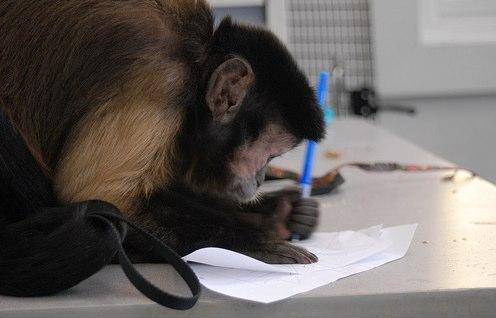 Выходки животных