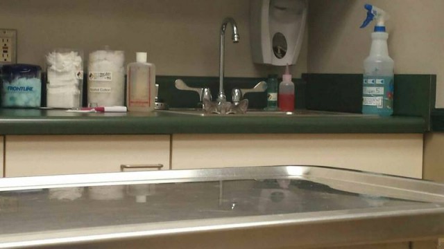 Прикол. Найди кота
