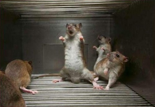 Веселая жизнь