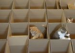 Котолабиринт