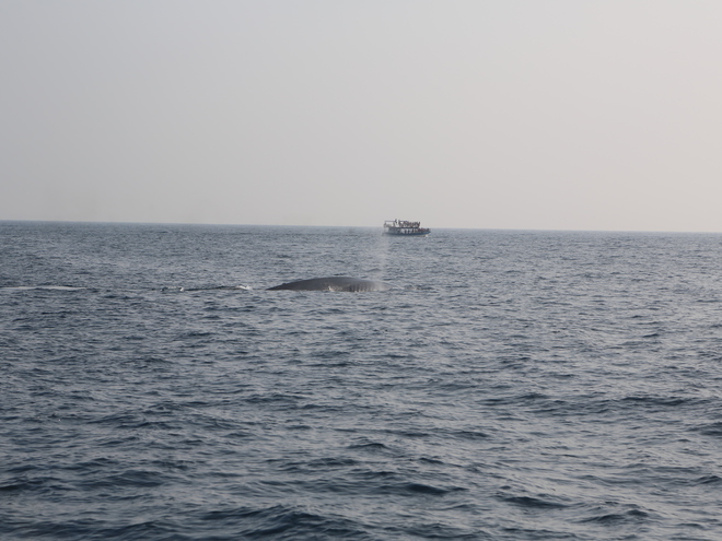 Дмитрий Каднай о Шри-Ланке: все, что вы не прочитаете в путеводителе об острове