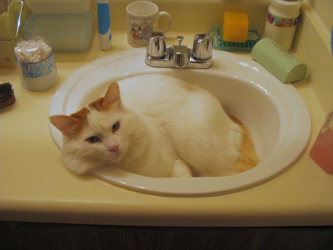 ванская кошка