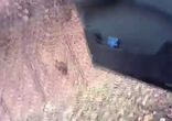Кенгуру в саратовских лесах