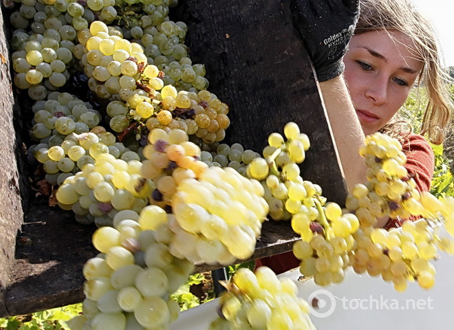 Збір винограду у Франції