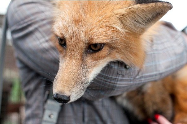 Самые милые домашние лисички