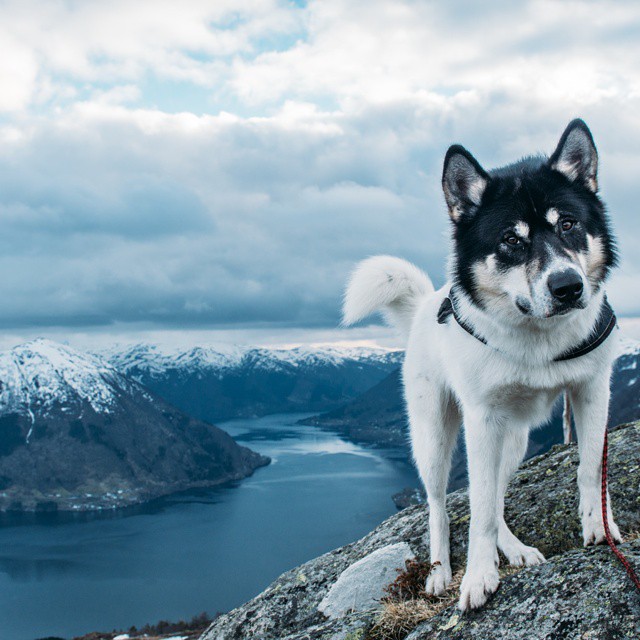 хаскі Акіак 