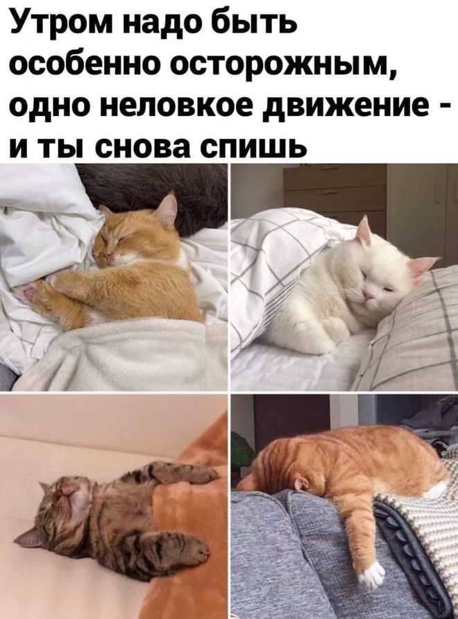 Сладкий сон