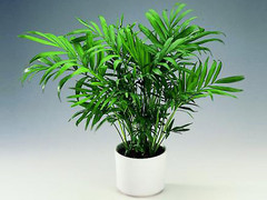 Хамедорея изящная