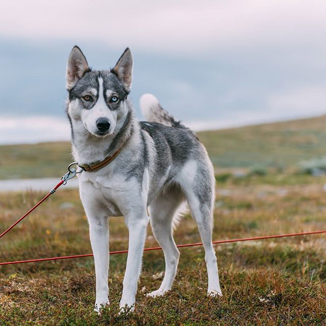 хаскі Акіак 