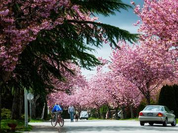 Самый весенний праздник: О-ханами в Японии