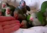 Голодные попугайчики