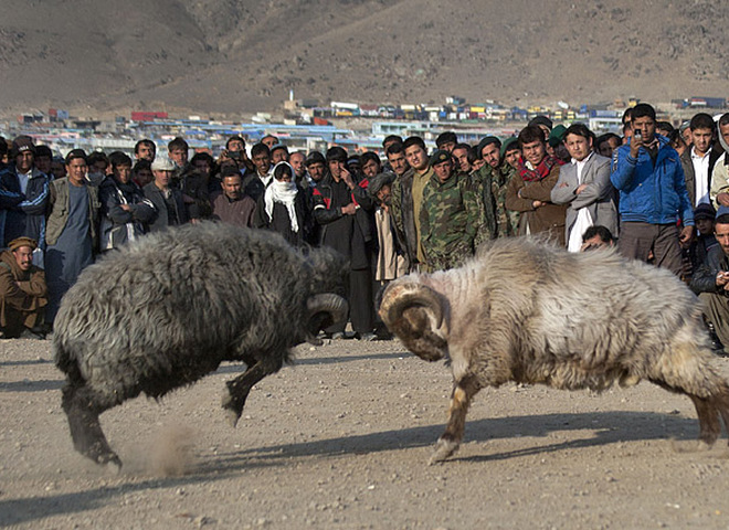 Традиционные бараньи бои, Афганистан