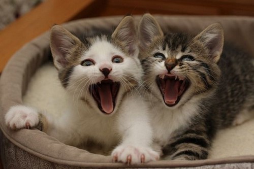 Зевающие котейки